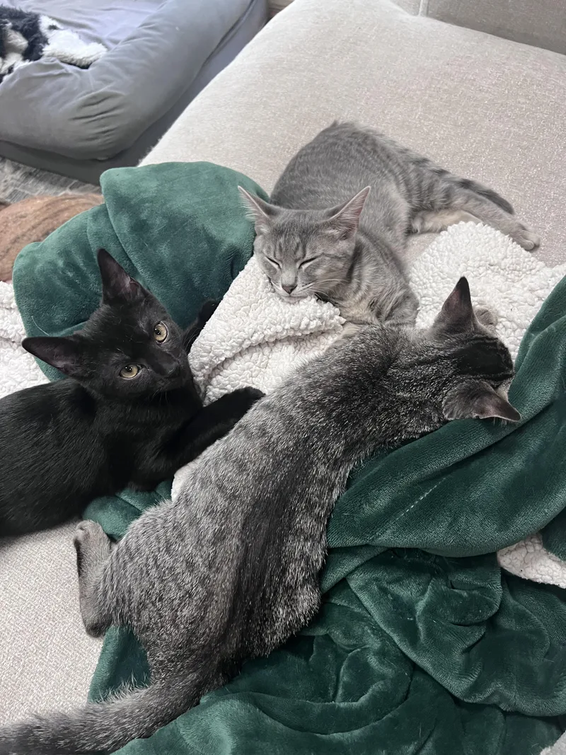 Cassiopeia and her Brothers thumbnail 5