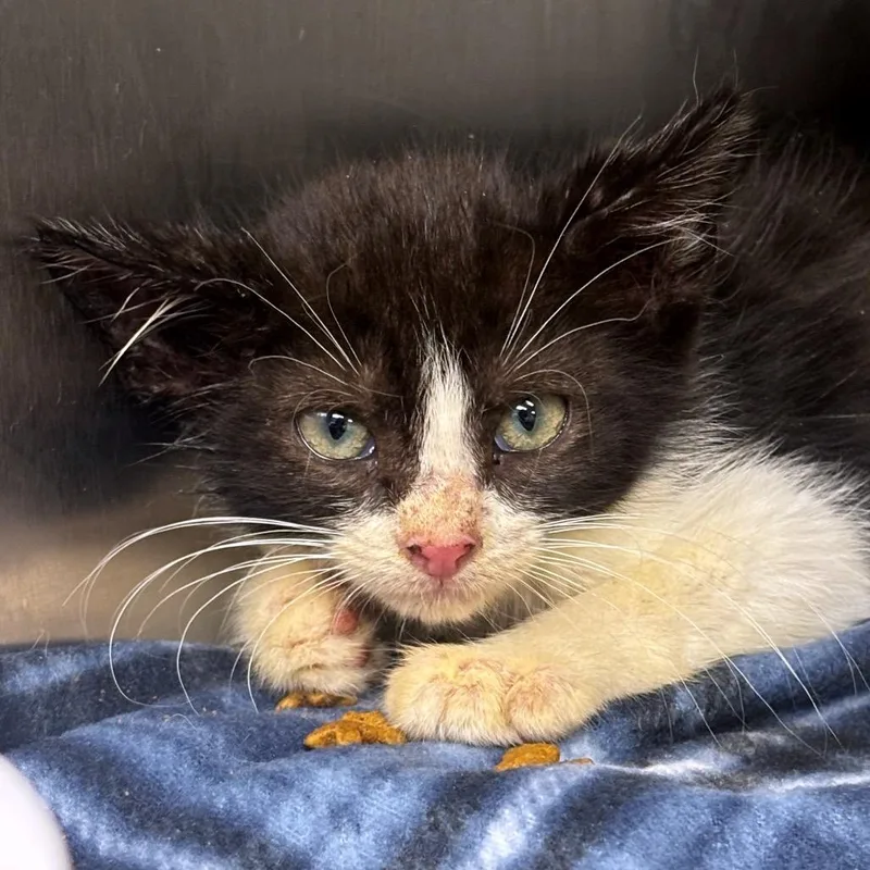A baby small-sized male Black Domestic Short Hair cat named Togo for adoption in Newark, NJ