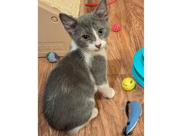 A baby small-sized male Domestic Short Hair cat named Byler for adoption in Fort Wayne, IN