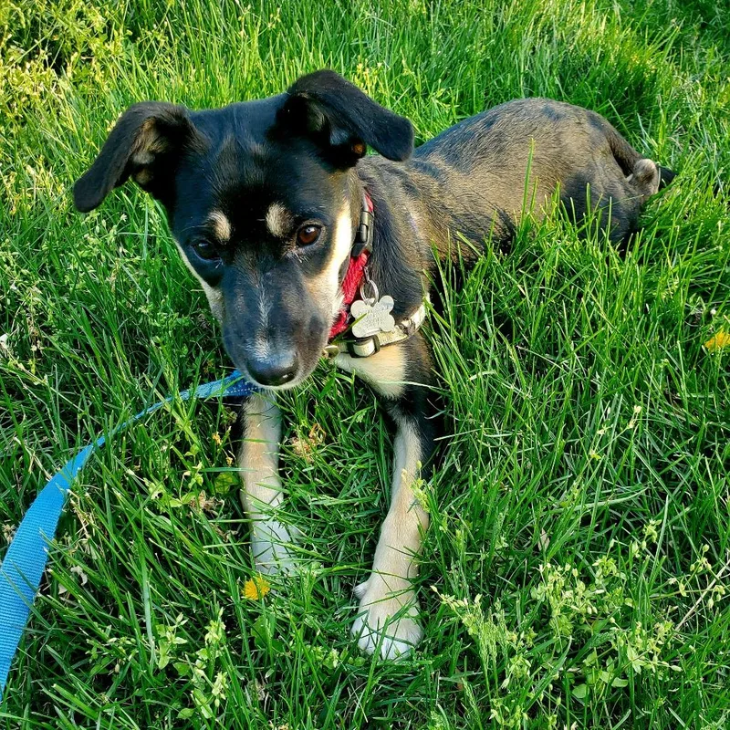 A baby small-sized female Black Labrador Retriever dog named Turtle for adoption in Falls Church, VA