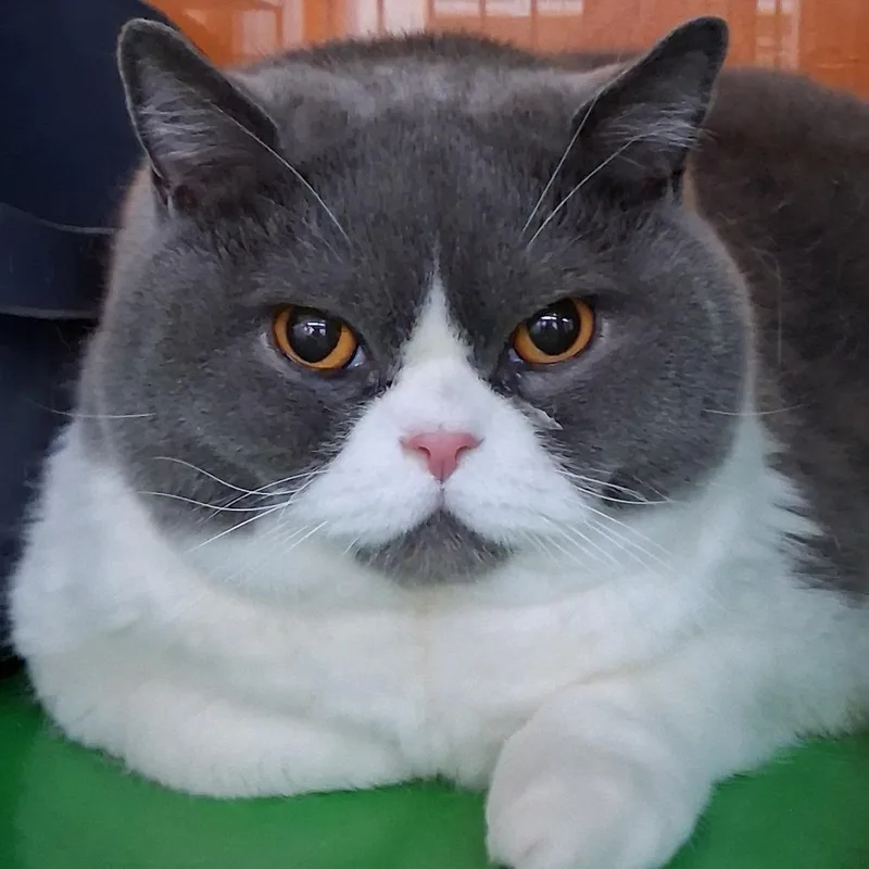 SIR DUKE bonded to thumbnail 2