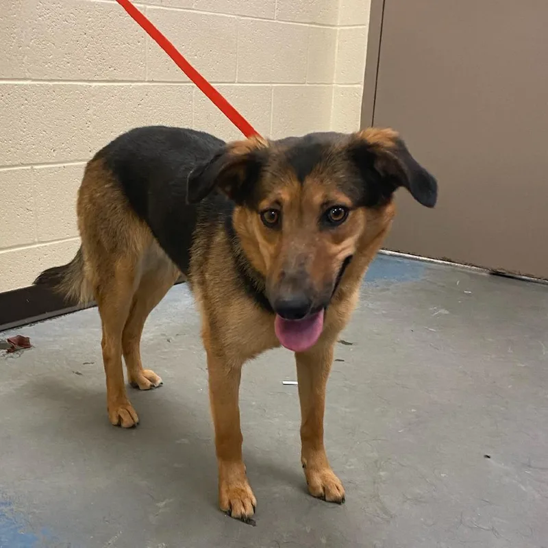 An adult medium-sized female Black Mixed Breed dog named Mooney for adoption in Memphis, TN
