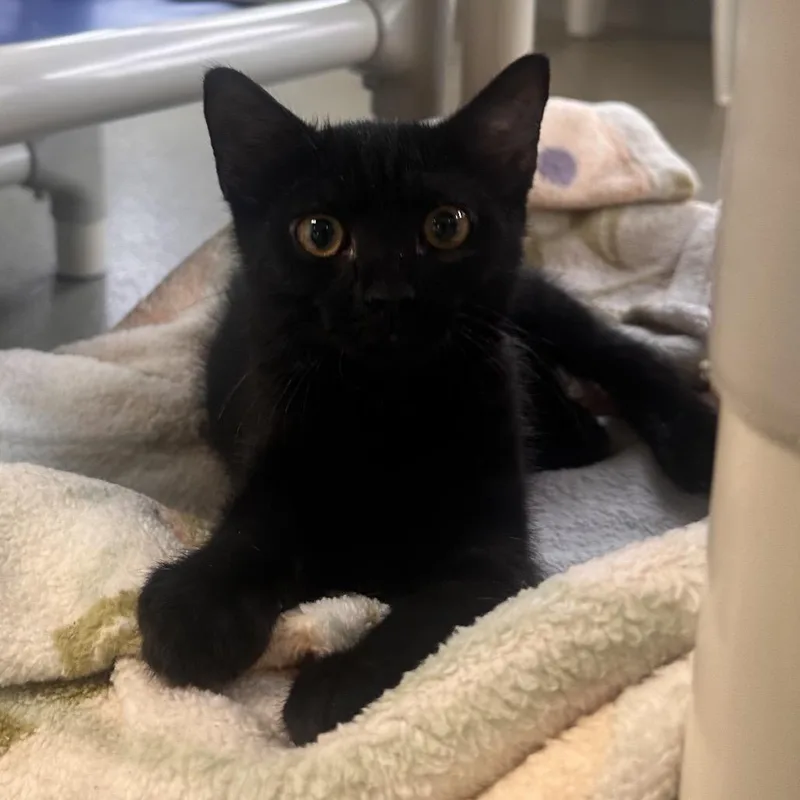 A baby small-sized male Black Domestic Short Hair cat named Bittle for adoption in Rocky Mount, VA