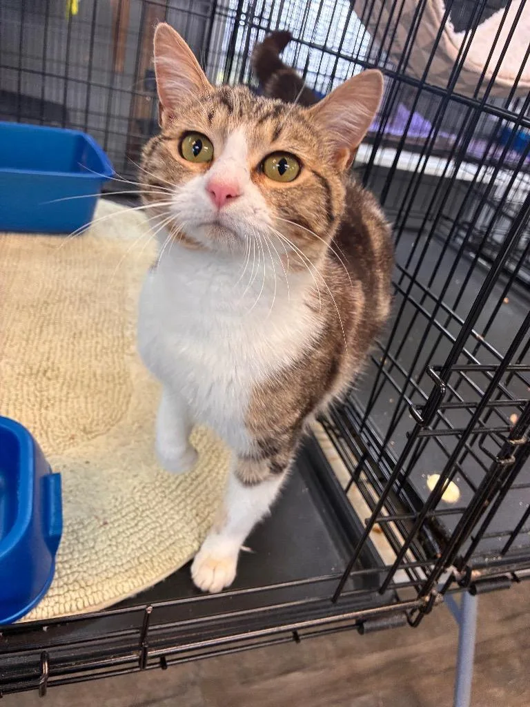 An adult medium-sized male Tabby (Brown / Chocolate) Domestic Short Hair cat named Brad Kitt for adoption in Winnsboro, SC
