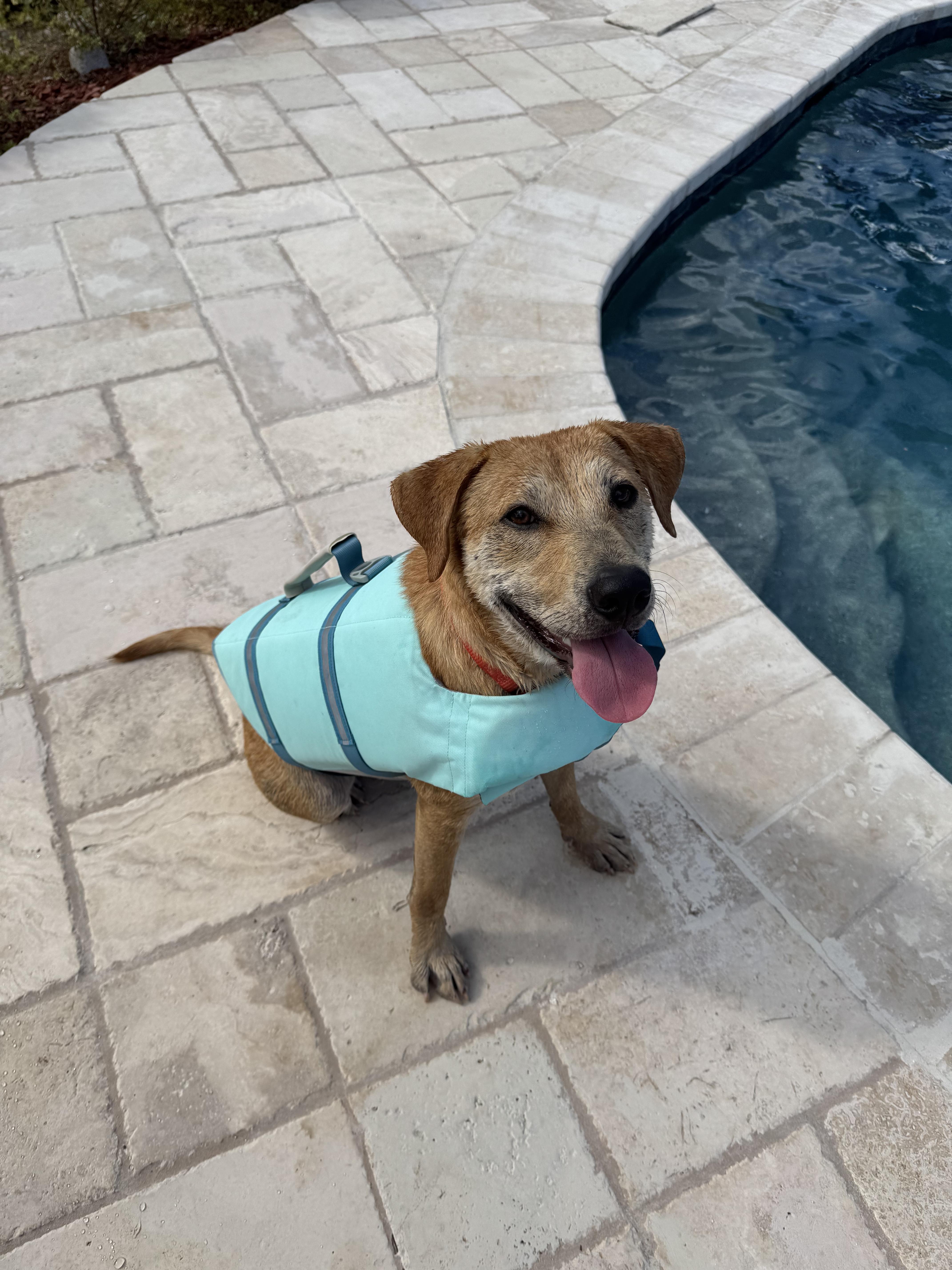 An adult medium-sized female Yellow Labrador Retriever dog named Foxy for adoption in Austin, TX