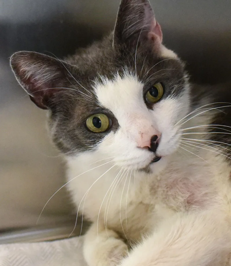 An adult medium-sized male Domestic Short Hair cat named Buddy for adoption in Baldwin, MD