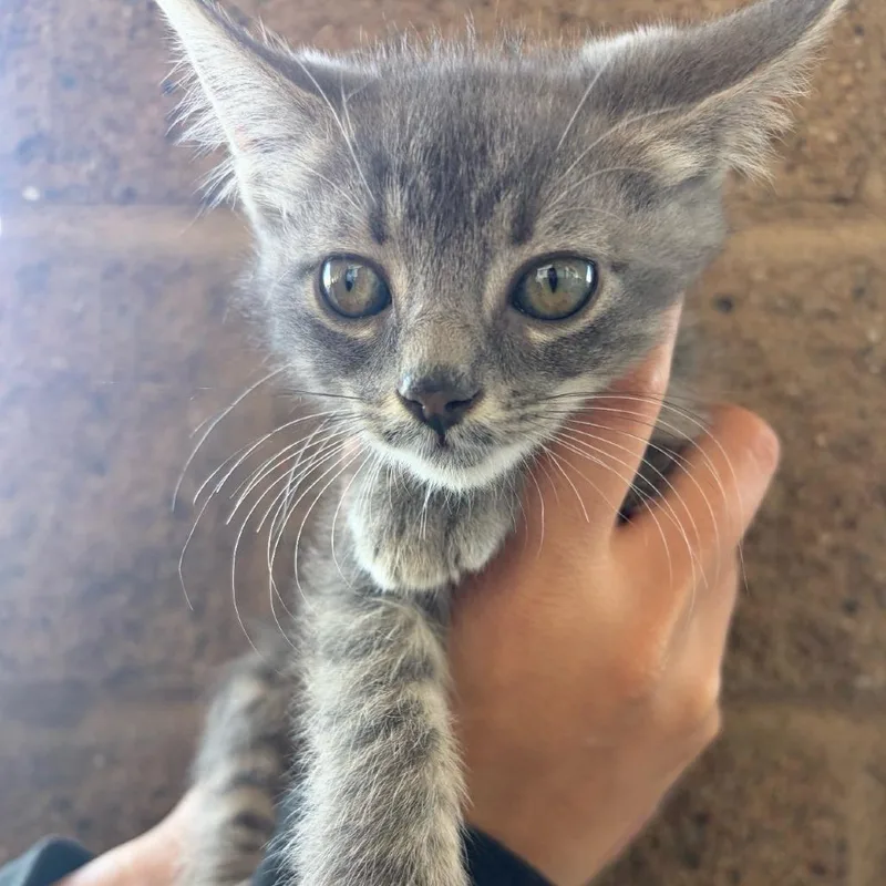 A baby small-sized female Gray / Blue / Silver Oriental Long Hair cat named Bunny for adoption in Fresno, CA