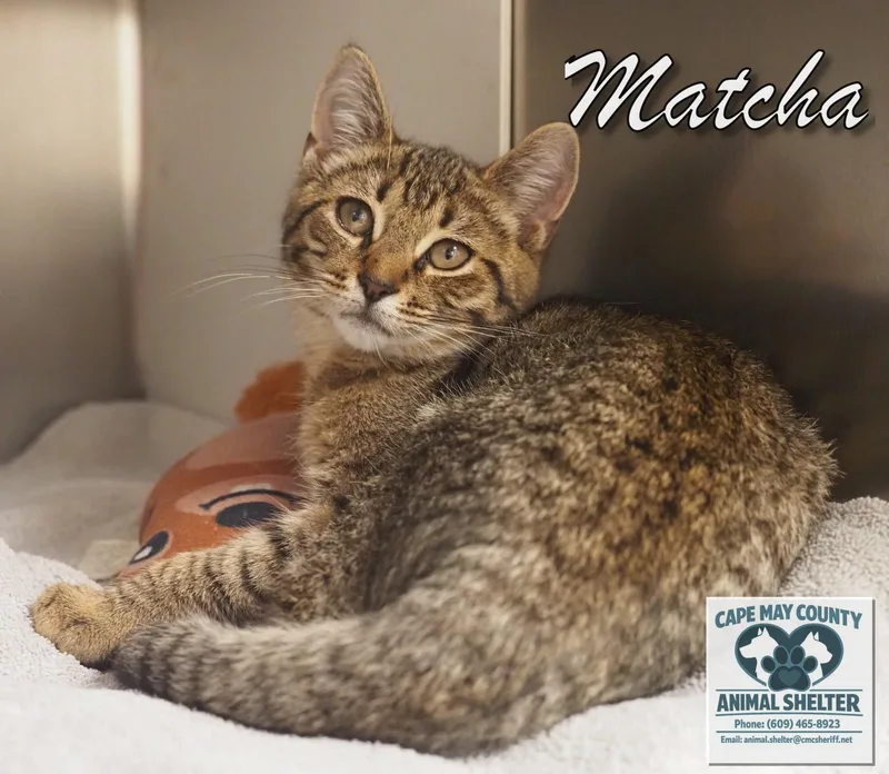 A young medium-sized female Domestic Short Hair cat named Matcha for adoption in Cape May Court House, NJ