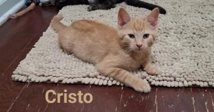 A young small-sized male Domestic Short Hair cat named B Cristo for adoption in North Charleston, SC