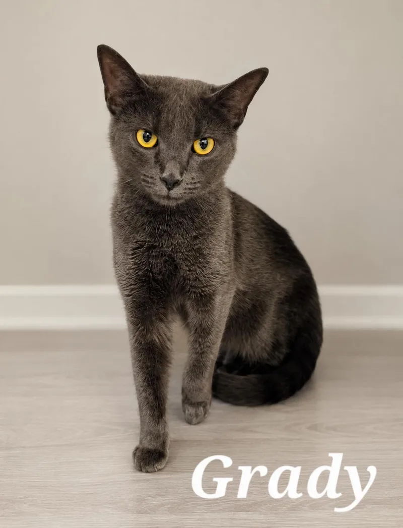 A young medium-sized male Gray / Blue / Silver Domestic Short Hair cat named Grady for adoption in Monroeville, PA
