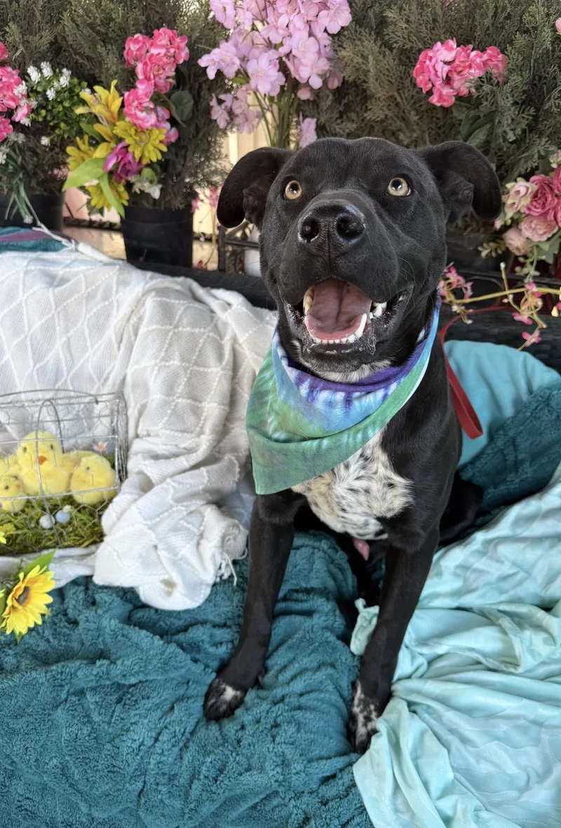 A young medium-sized male Black Black Labrador Retriever dog named London  Lab Mix for adoption in Acton, CA