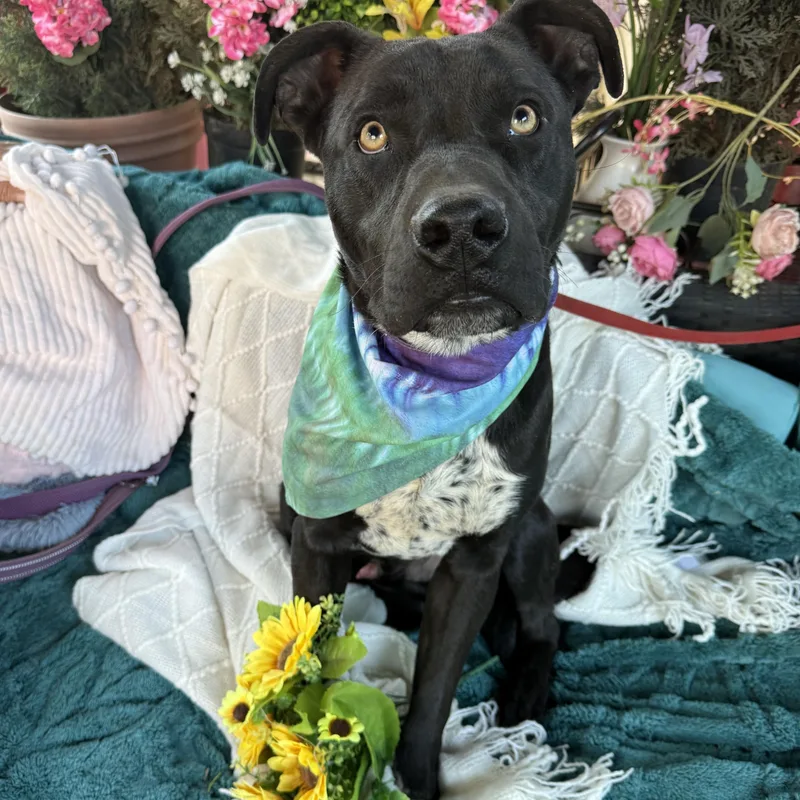 London  Lab Mix thumbnail 2