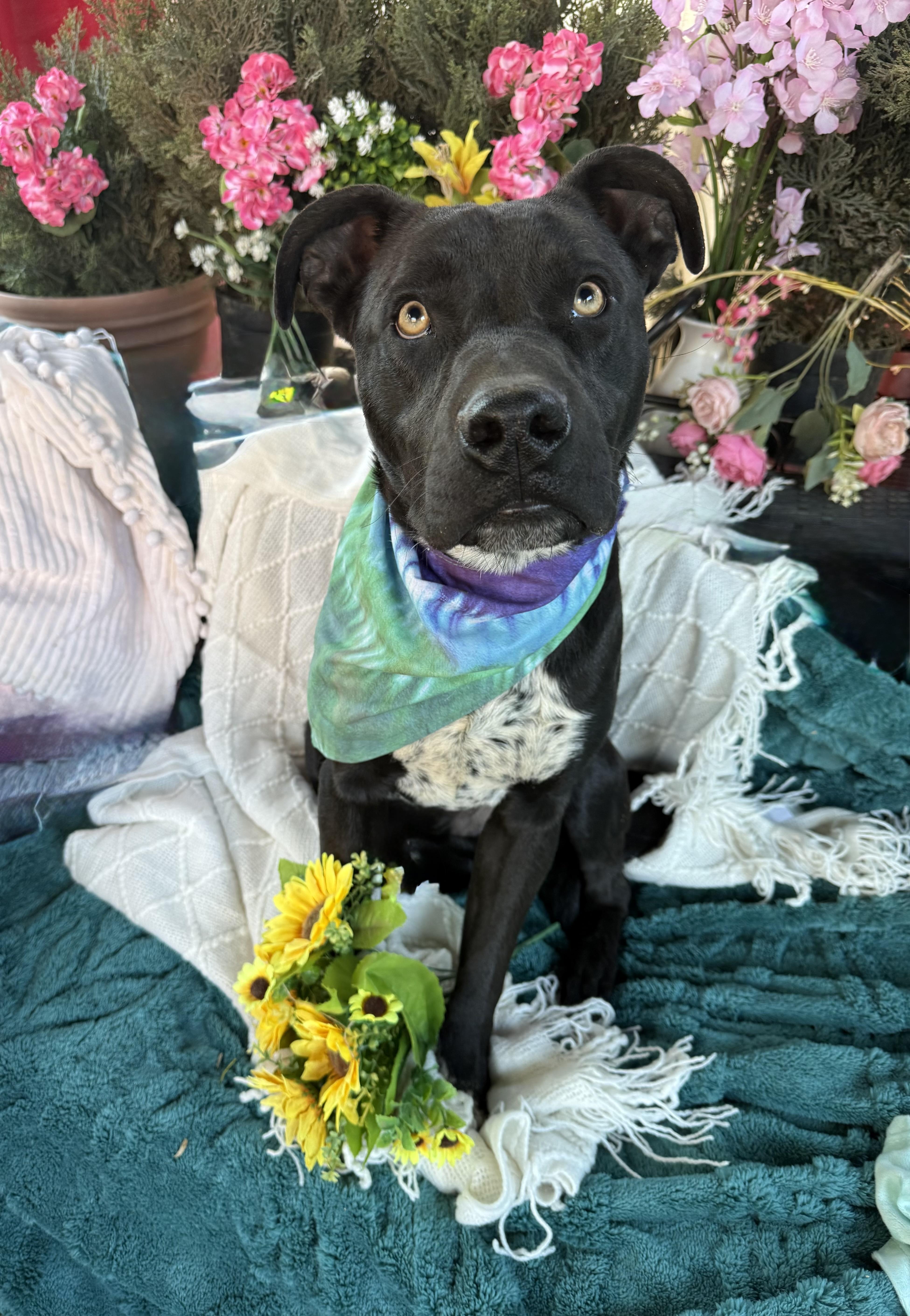 London  Lab Mix thumbnail 3