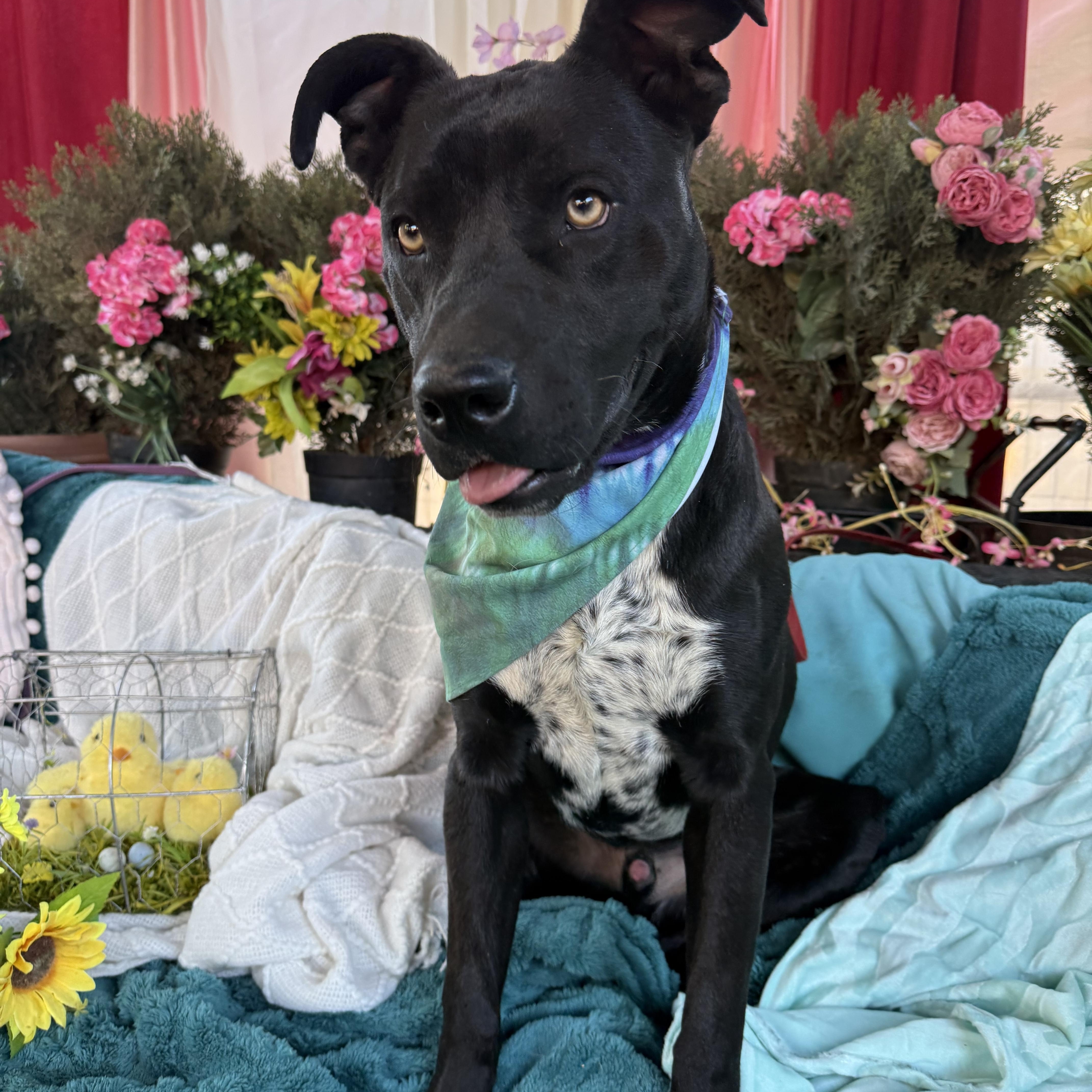 London  Lab Mix thumbnail 4