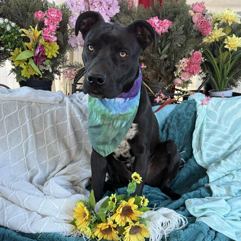 London  Lab Mix thumbnail 5