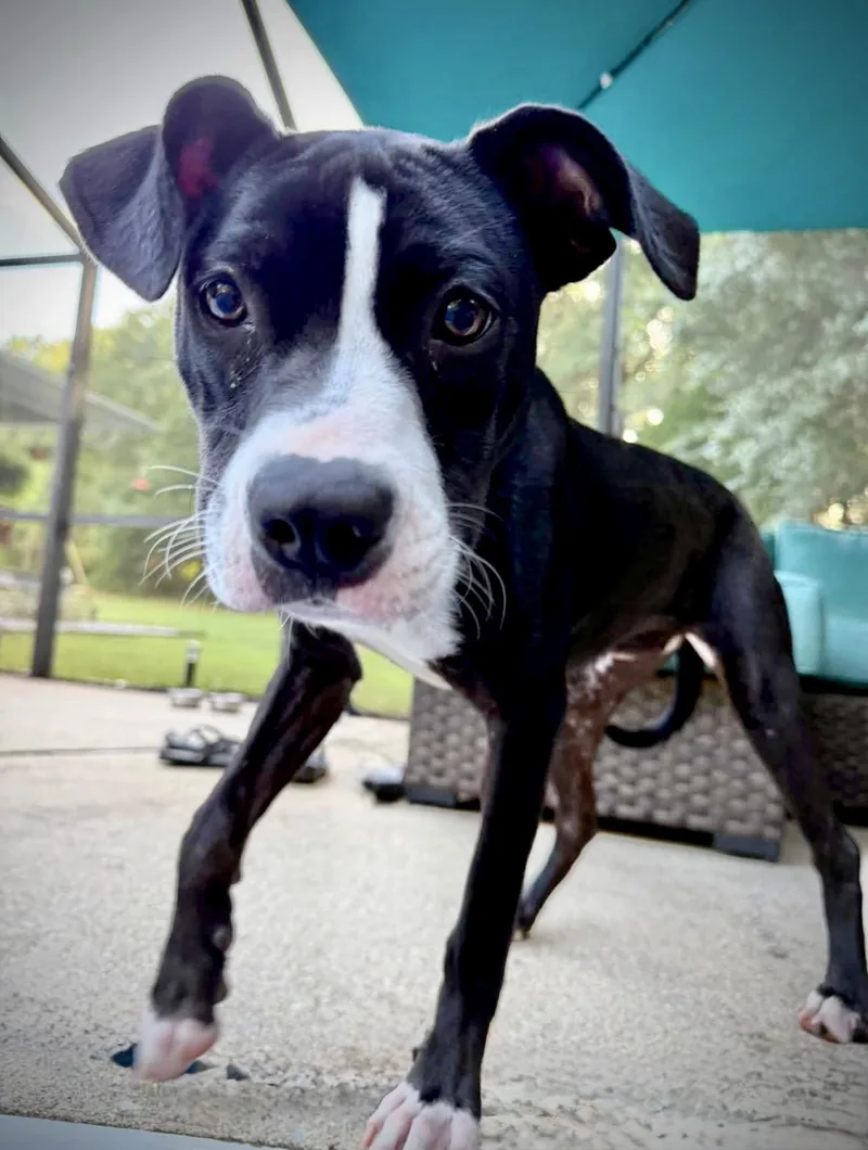 Tootsie thumbnail 3