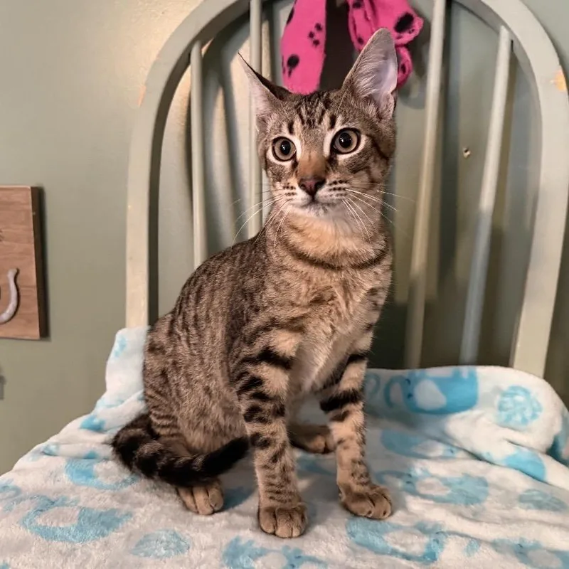 A baby small-sized male Buff / Tan / Fawn Domestic Short Hair cat named Felix for adoption in Sequatchie, TN