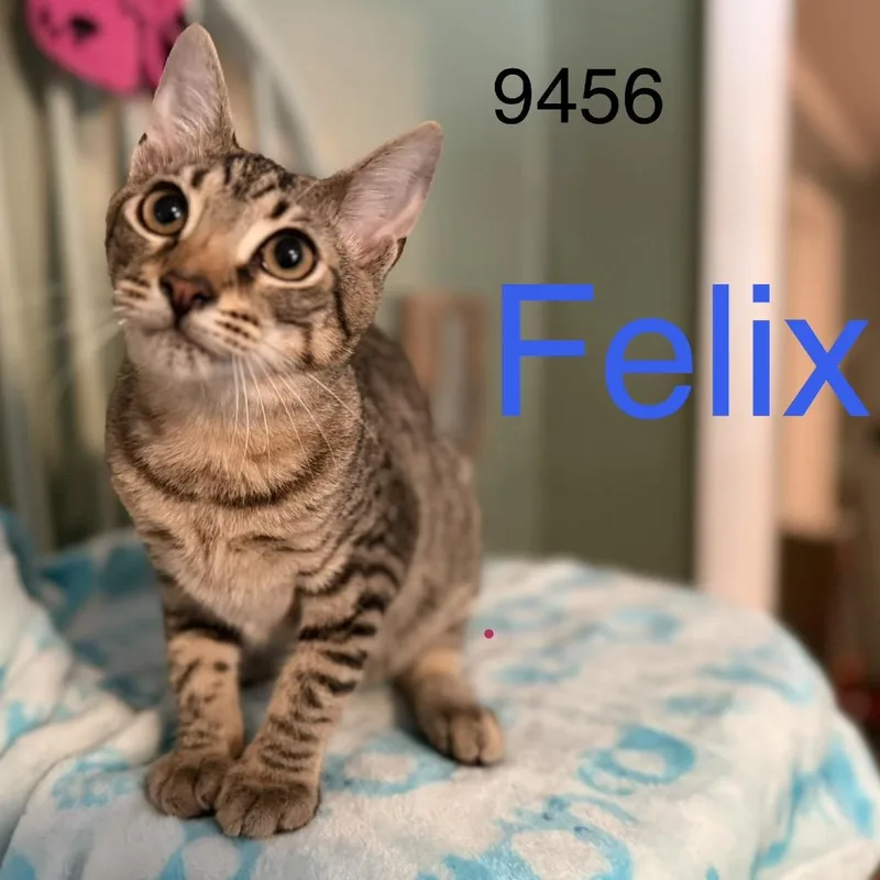 Felix thumbnail 2
