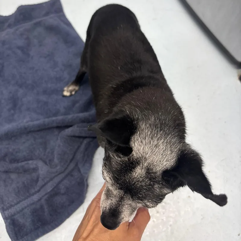 A senior small-sized male Black Chihuahua dog named CSASStray for adoption in Springtown, TX