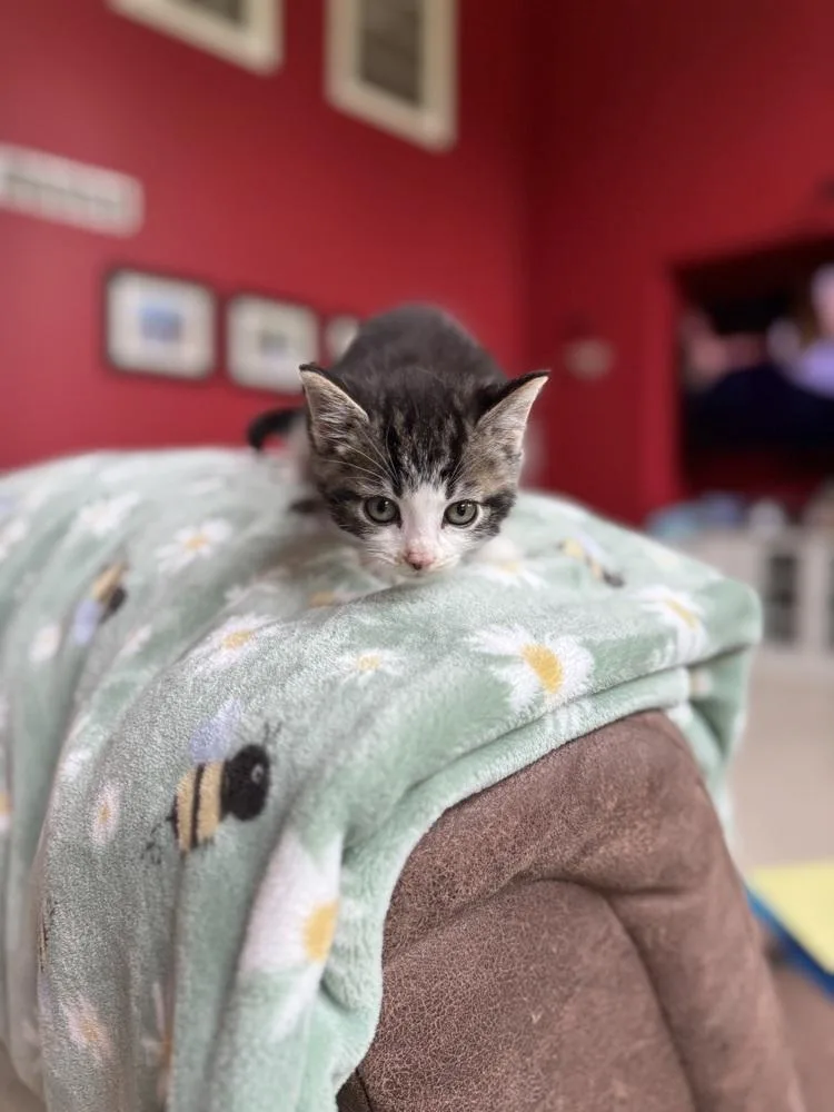 A baby medium-sized male Domestic Short Hair cat named Tommy for adoption in Clinton Township, MI