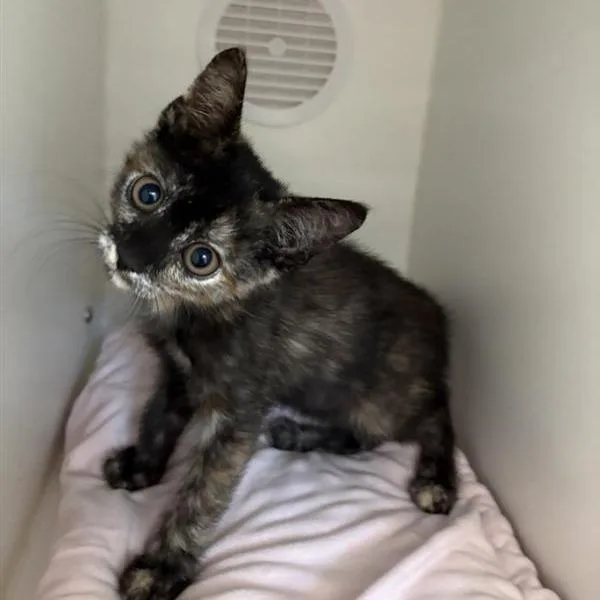 A baby small-sized female Tortoiseshell Domestic Short Hair cat named Shelob for adoption in Phoenix, AZ