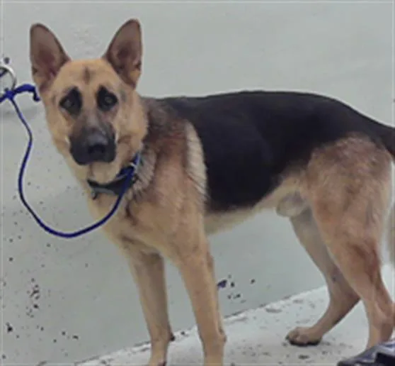 An adult large-sized male German Shepherd Dog dog named Anakin for adoption in Houston, TX