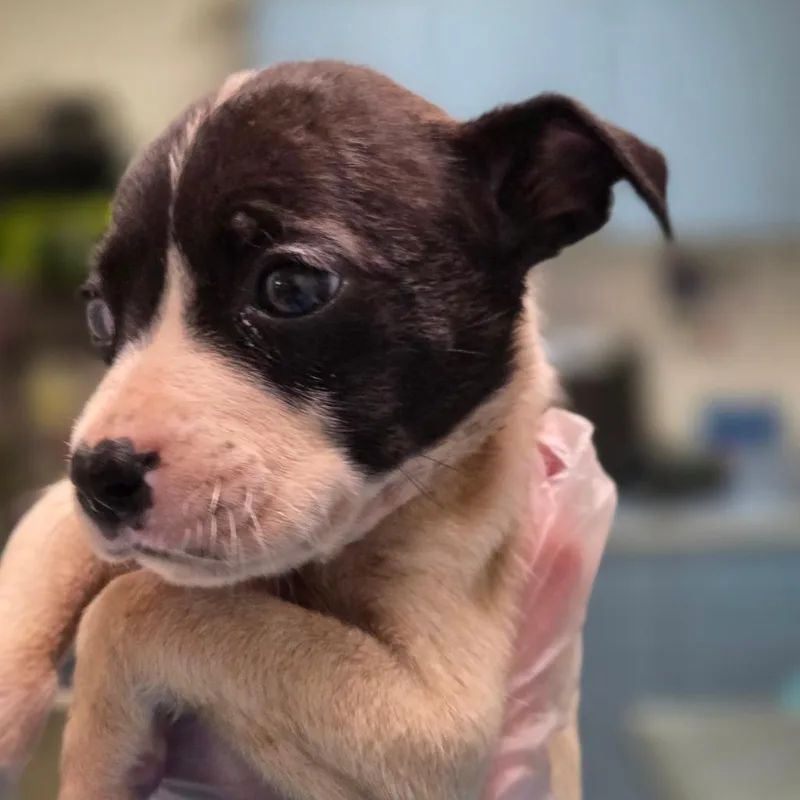 A baby small-sized female Black Mixed Breed dog named Raindrop for adoption in Charleston, WV
