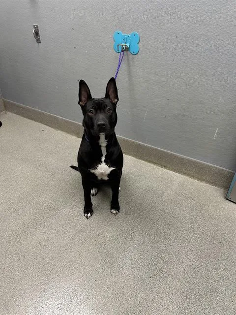 A young large-sized male Pit Bull Terrier dog named Stan The Man for adoption in Las Vegas, NV