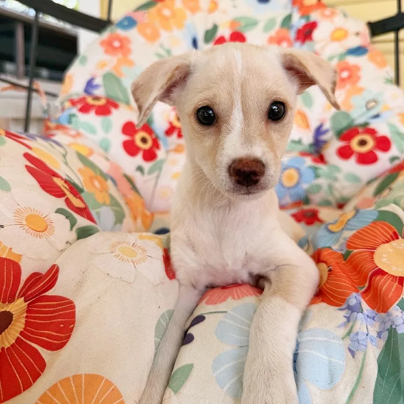 A baby small-sized female White / Cream Chihuahua dog named Beignet for adoption in Flower Mound, TX