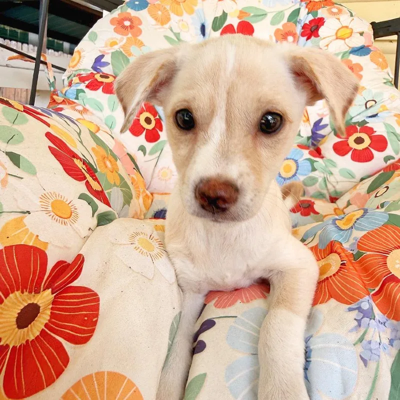 Beignet thumbnail 2