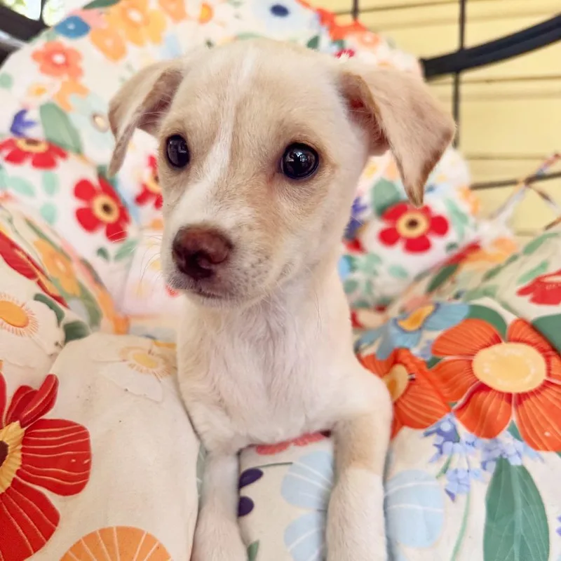 Beignet thumbnail 4