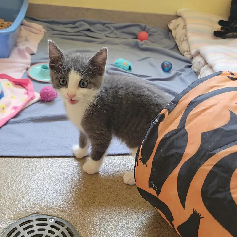 A baby small-sized male Gray / Blue / Silver Domestic Short Hair cat named Lazlo for adoption in Plover, WI