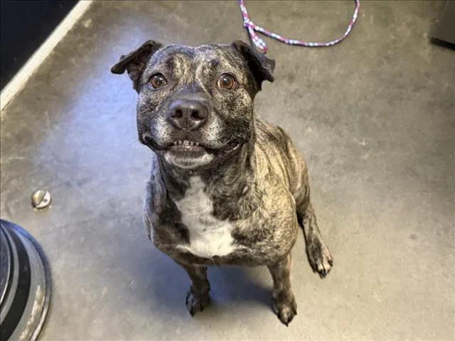 An adult large-sized female Pit Bull Terrier dog named Hela for adoption in Tulsa, OK