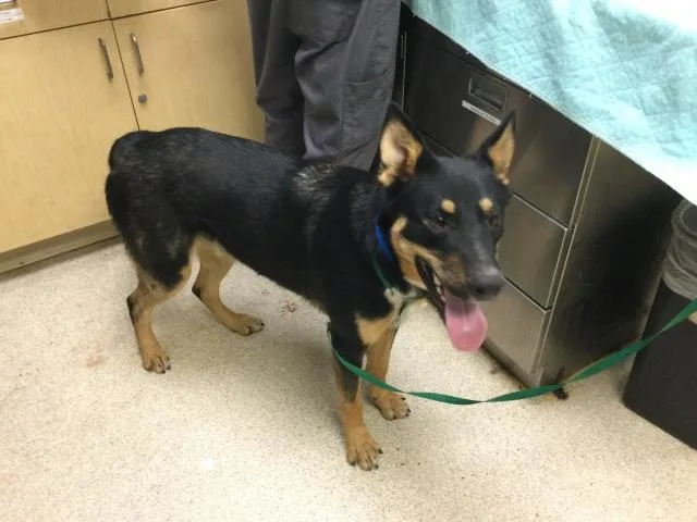 A young small-sized male Australian Cattle Dog / Blue Heeler dog named Bear for adoption in Riverside, CA