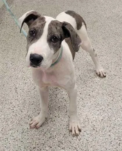A baby large-sized male Gray / Blue / Silver Great Dane dog named Scout for adoption in Kansas City, MO