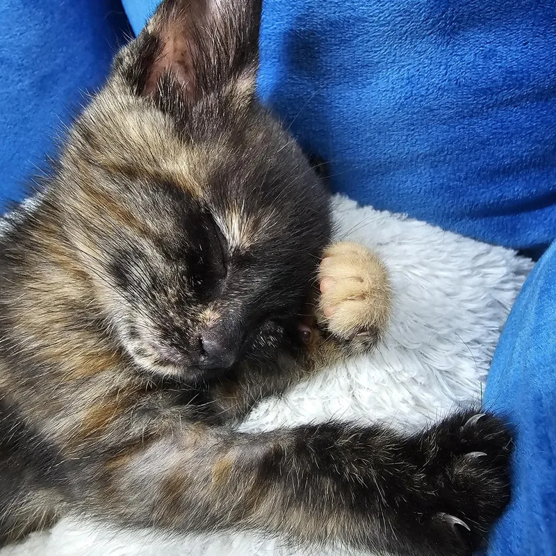 A baby medium-sized female Tortoiseshell Domestic Short Hair cat named Daisy for adoption in Toledo, OH