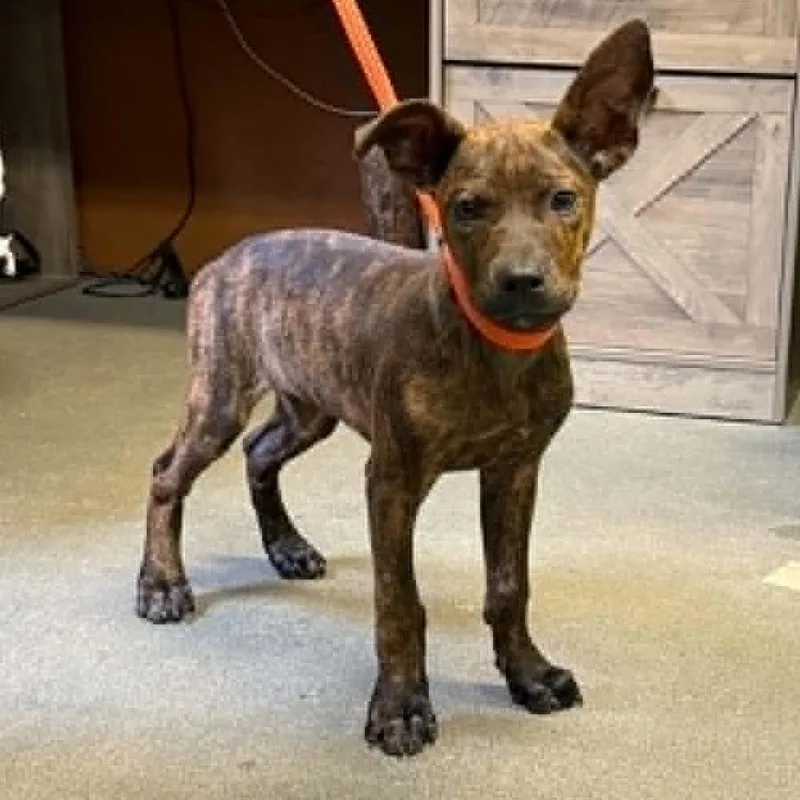 A baby small-sized female Black Mixed Breed dog named Veda for adoption in Hamilton, GA