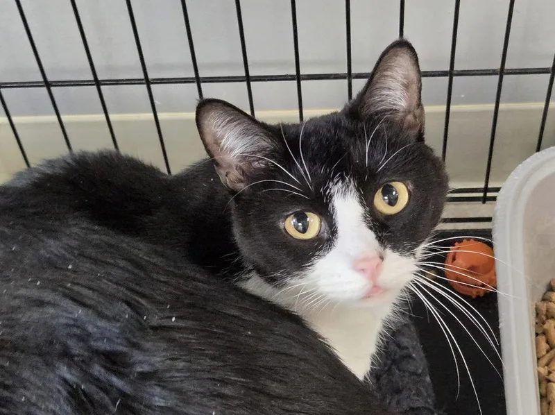 A young medium-sized female Black & White / Tuxedo Domestic Short Hair cat named Missy K for adoption in Satellite Beach, FL