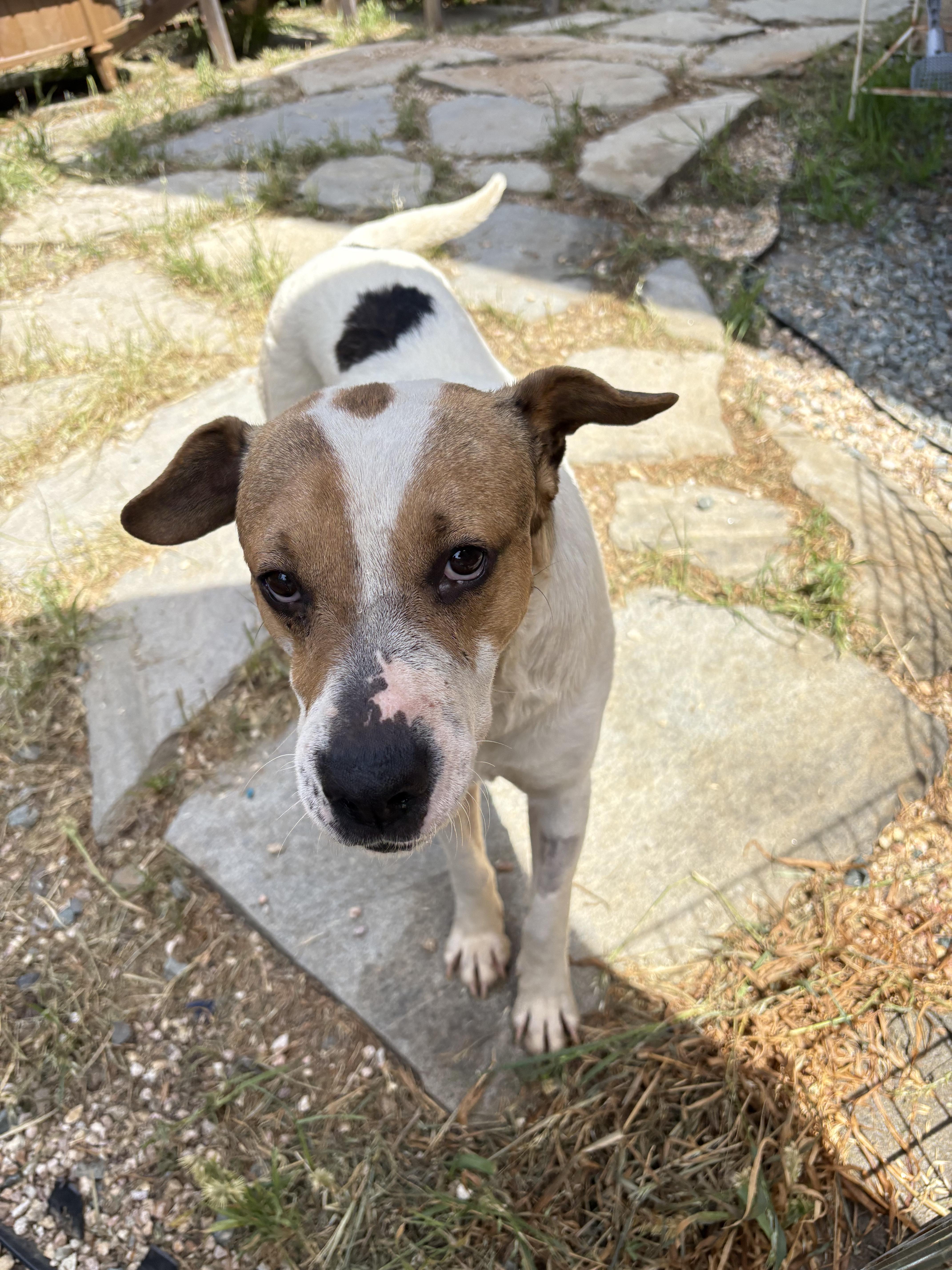 An adult medium-sized male Apricot / Beige Mixed Breed dog named Tank for adoption in San Ysidro, CA