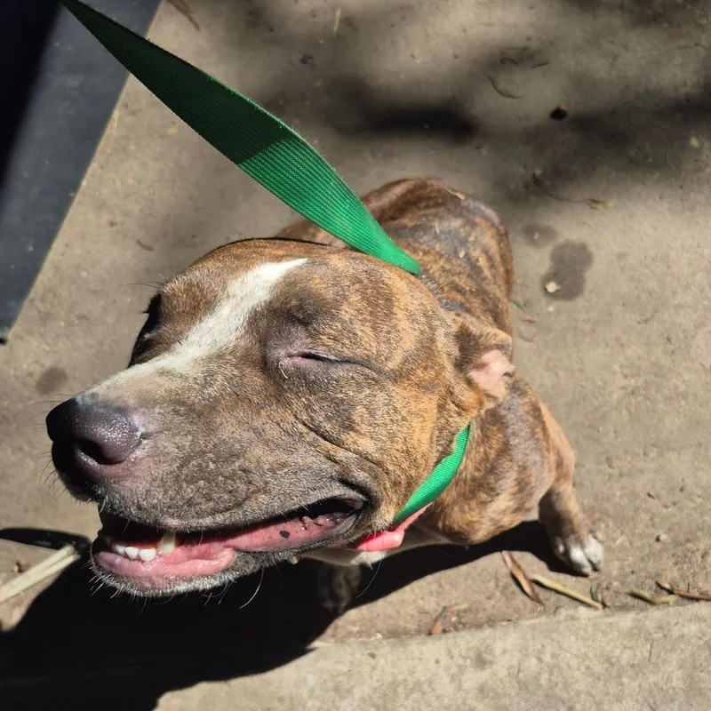 An adult medium-sized female Brindle Pit Bull Terrier dog named StrayHarbisonCourt"Nova" for adoption in Columbus, GA
