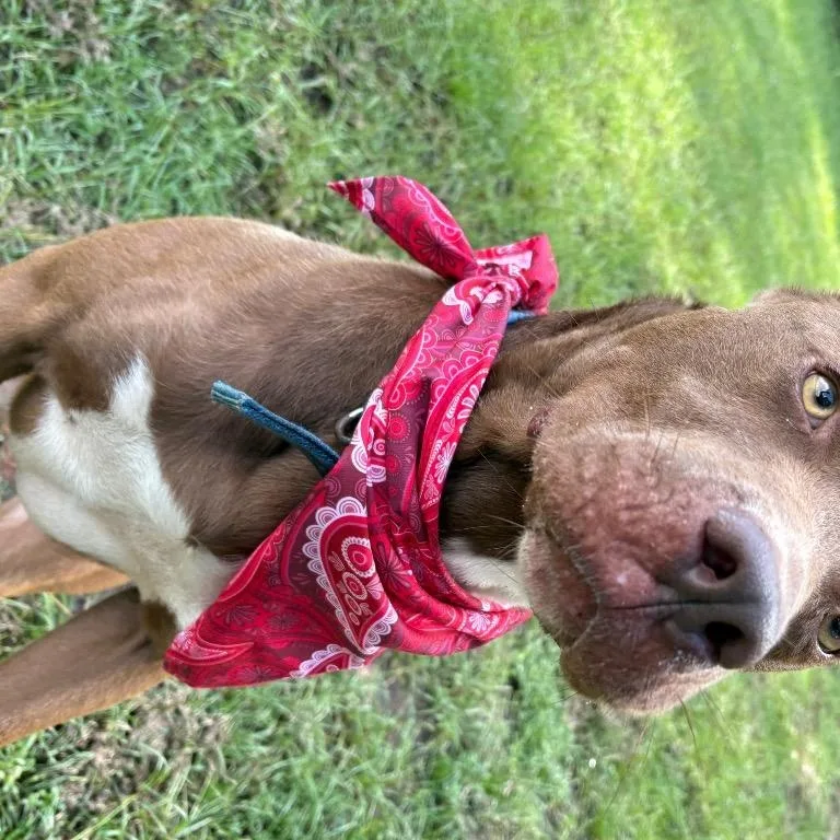 An adult large-sized male Brown / Chocolate Mixed Breed dog named Lick Jagger for adoption in Winnsboro, SC