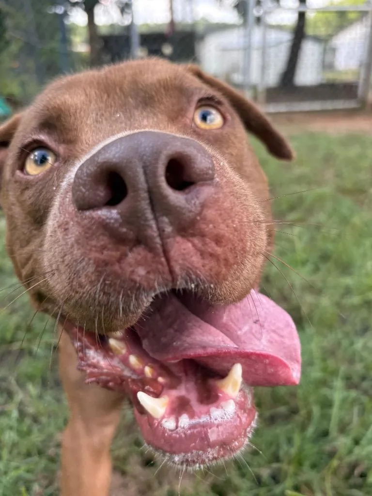 Lick Jagger thumbnail 2