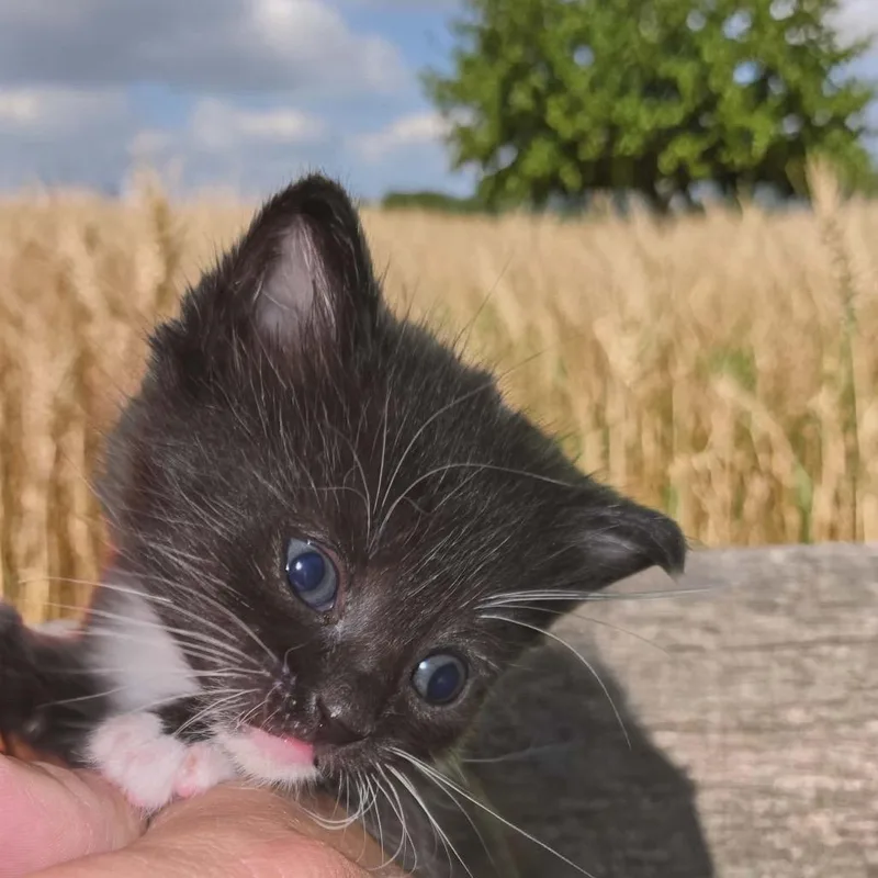 A baby small-sized female Domestic Short Hair cat named Siren for adoption in New York, NY