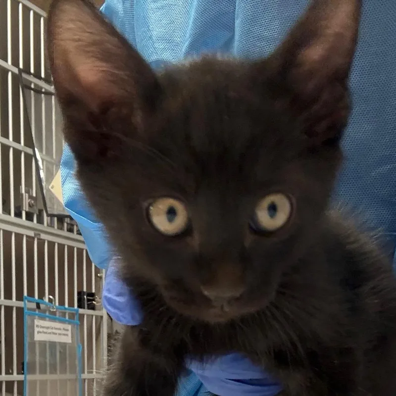 A baby small-sized male Black Domestic Short Hair cat named Oolong Butler Campus for adoption in Flagstaff, AZ