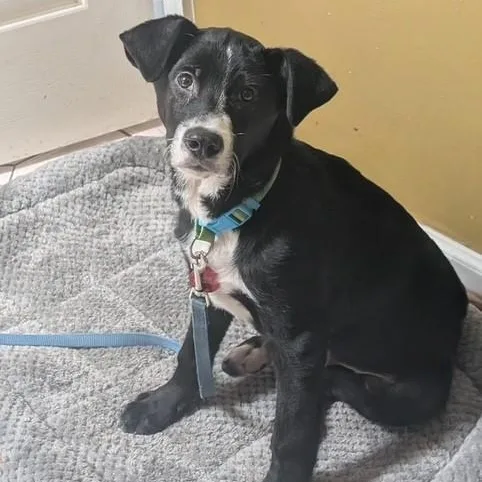 Baxter