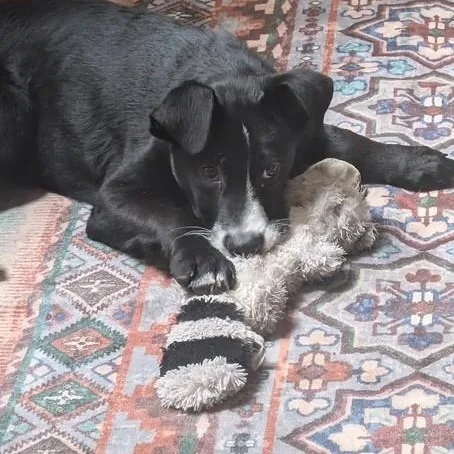 Baxter thumbnail 2