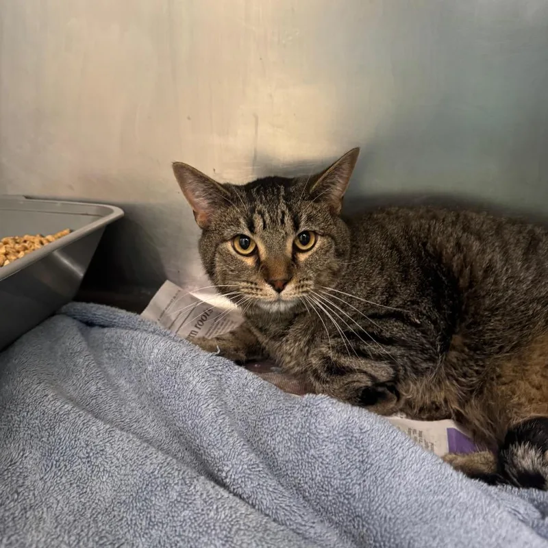 An adult large-sized male Brown / Chocolate Domestic Short Hair cat named Theodore for adoption in Pekin, IL