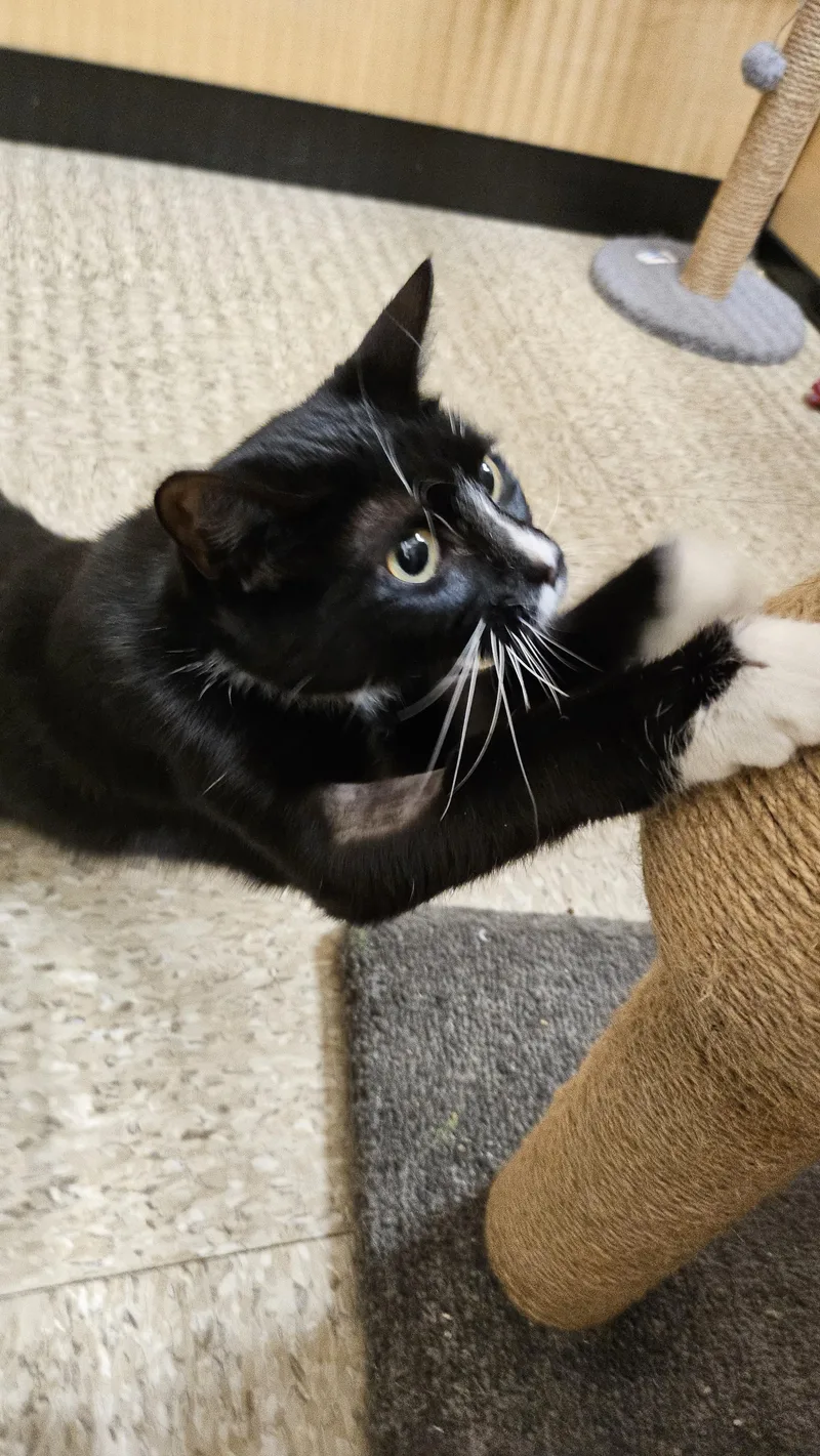 A young medium-sized female Black & White / Tuxedo Domestic Short Hair cat named Moon for adoption in Worcester, MA