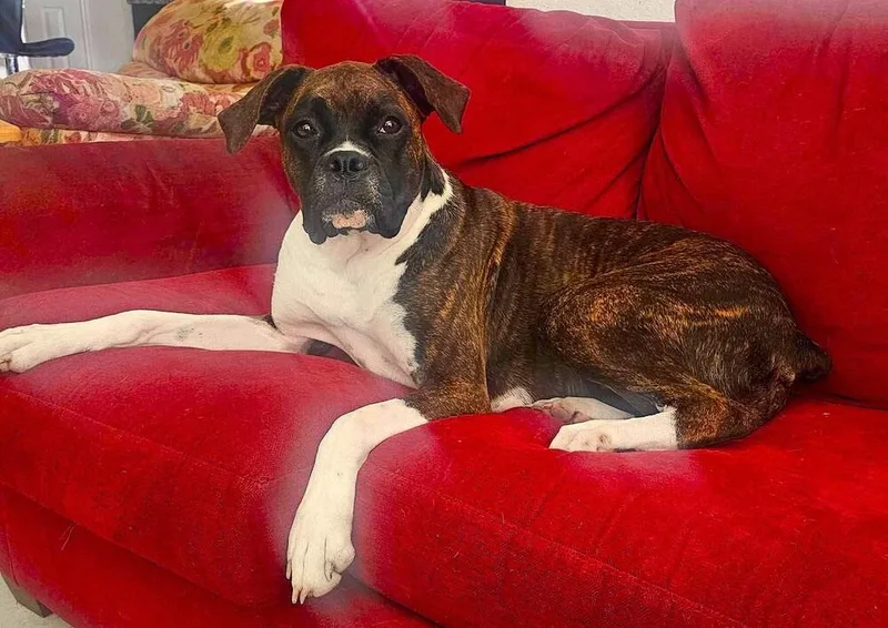 An adult medium-sized female Boxer dog named Cholula for adoption in Hewitt, TX
