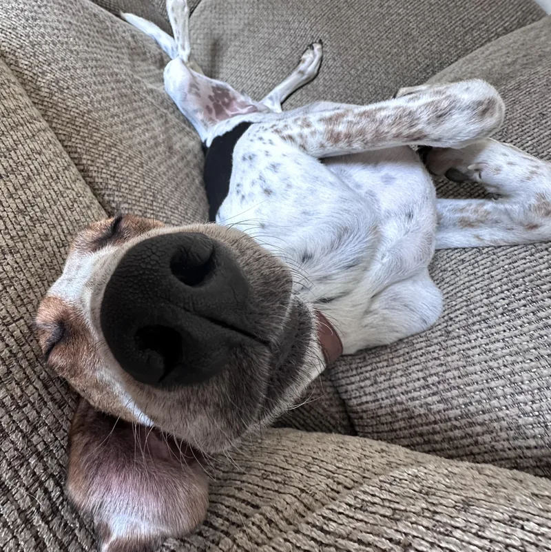 A young medium-sized male Tricolor (Brown, Black, & White) English Coonhound dog named Duke for adoption in Columbus, OH
